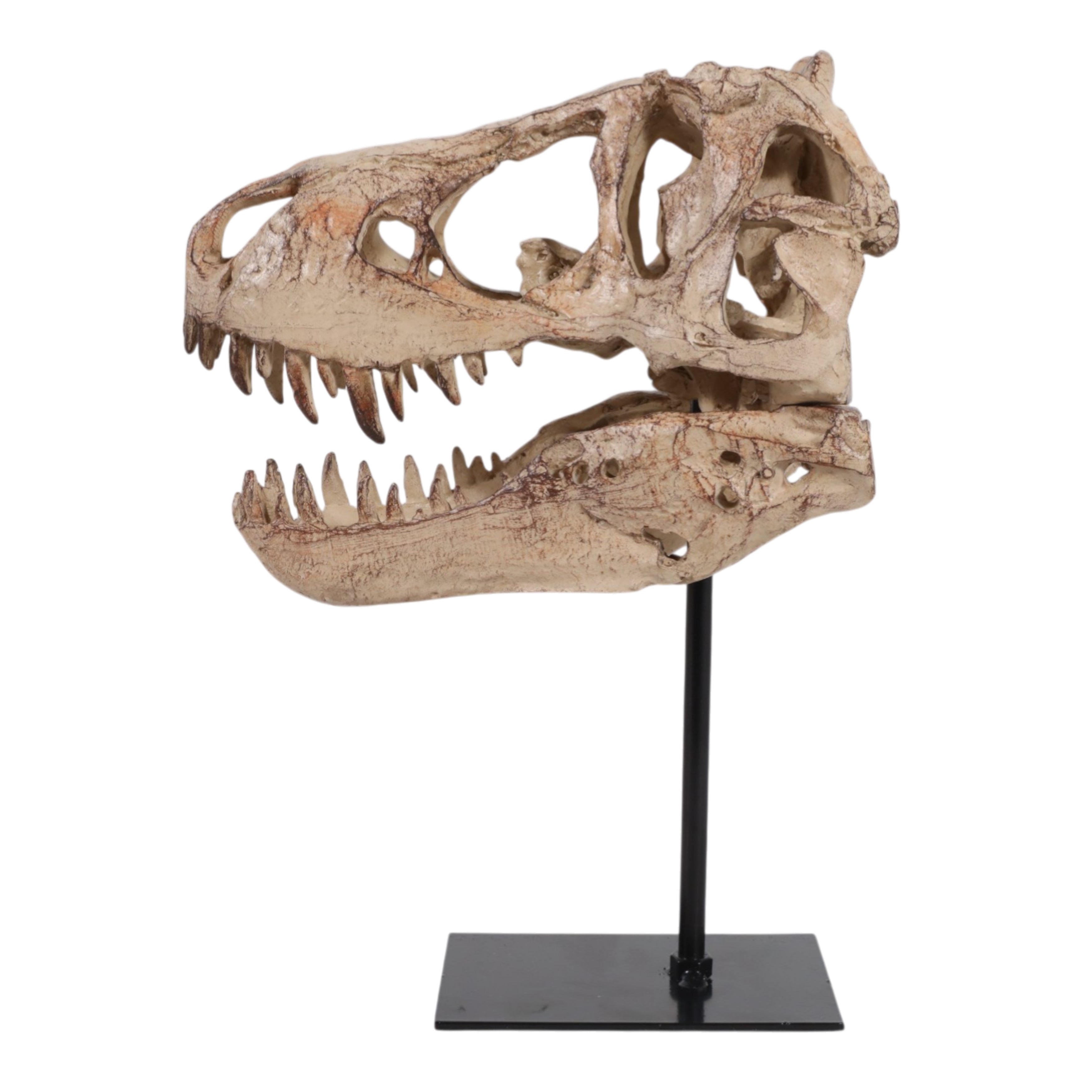 Escultura de lujo réplica de cráneo de dinosaurio en tono hueso sobre pedestal negro.