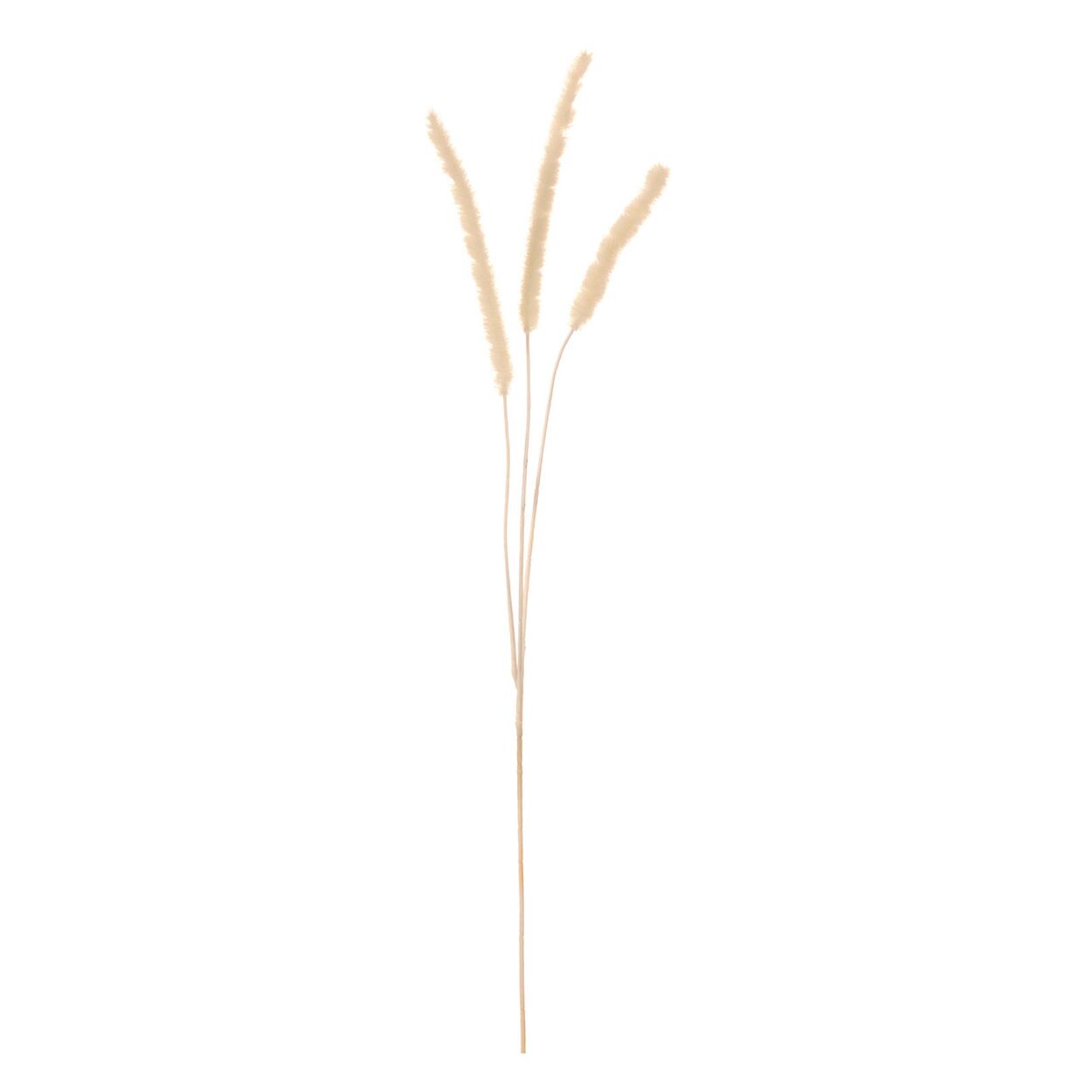 Hierba cola de perro beige para decoración interior - Vilá Decoración - Muebles y decoración en Medellín y Colombia