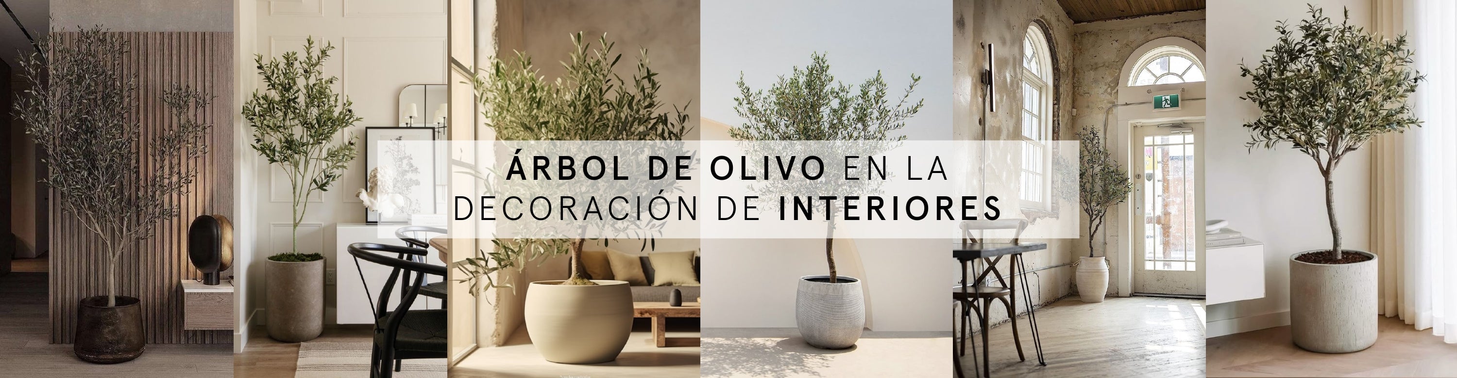 Árbol de olivo en la decoración de interiores