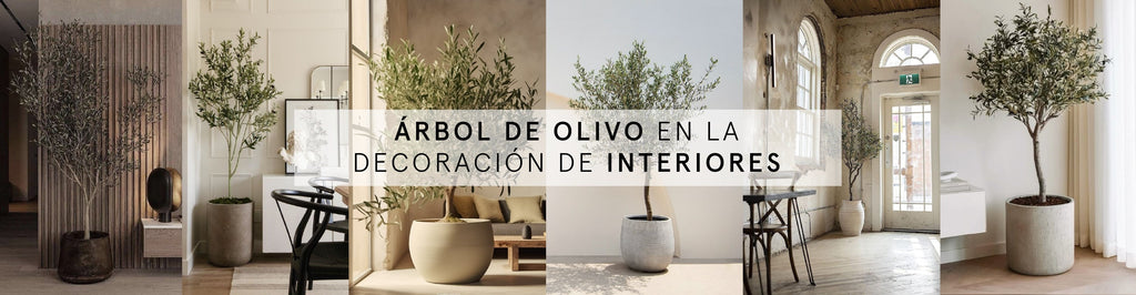 Árbol de olivo en la decoración de interiores