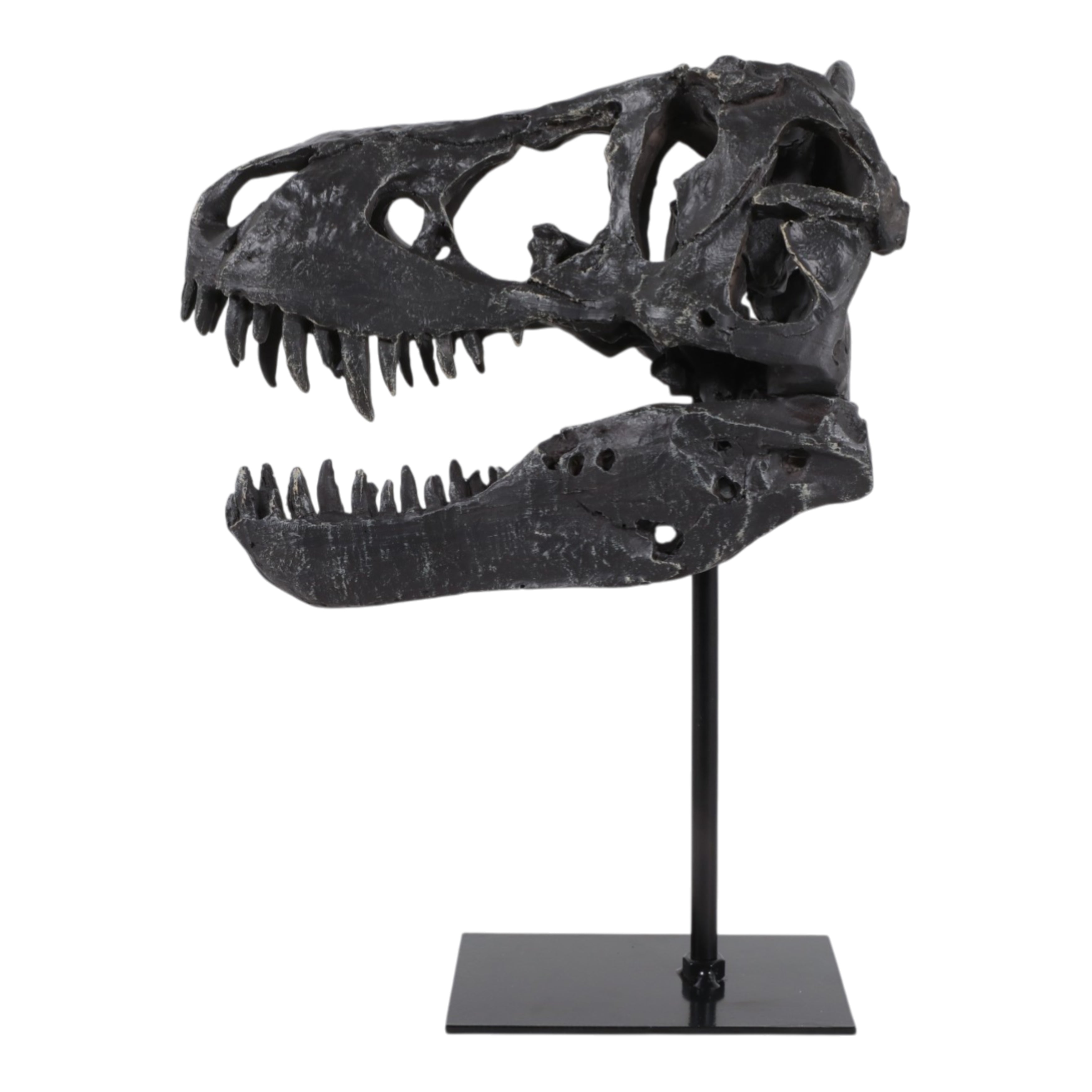 Escultura de cráneo de Tiranosaurio Rex negro sobre base elegante, vista frontal.