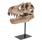 Réplica de cráneo de dinosaurio fósil detallada, vista lateral, ideal para decoración exclusiva.
