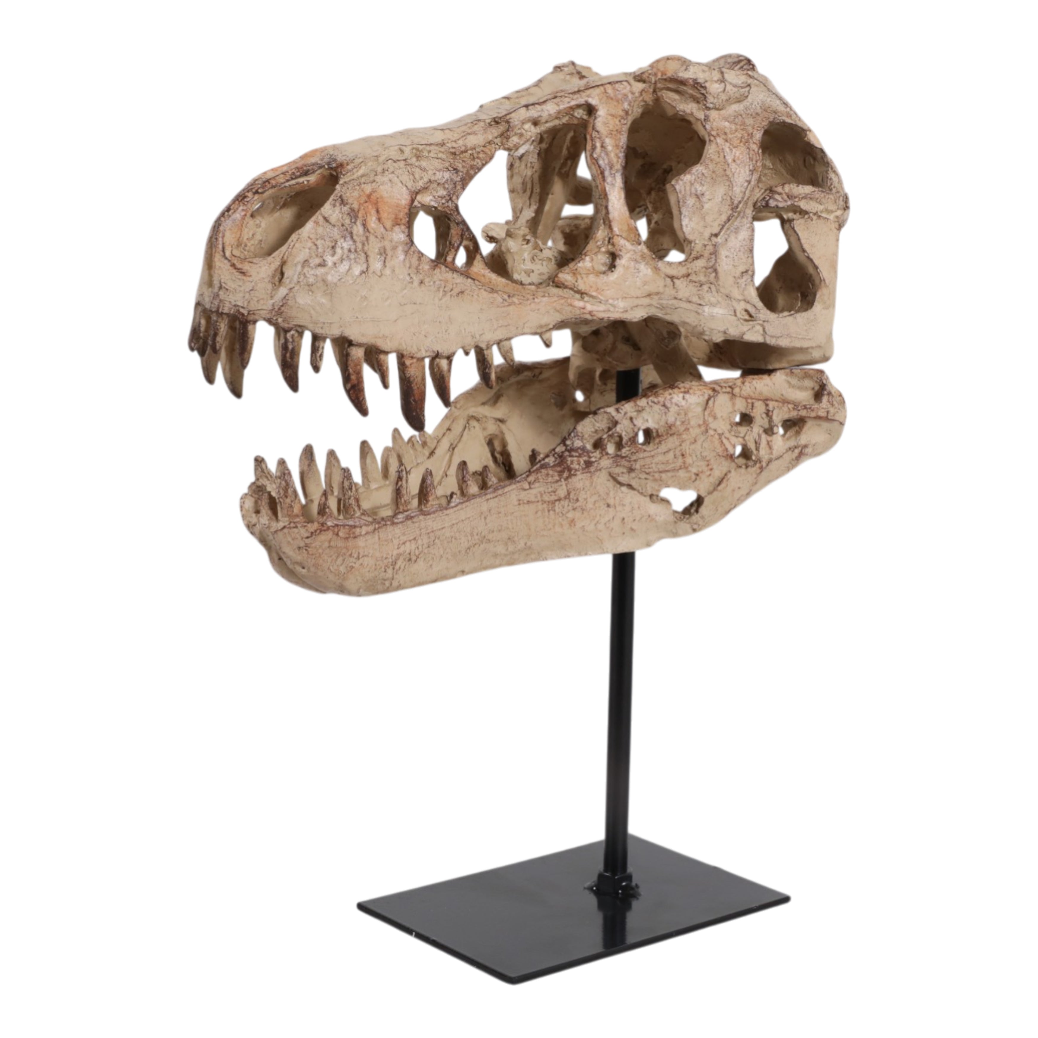 Réplica de cráneo de dinosaurio fósil detallada, vista lateral, ideal para decoración exclusiva.